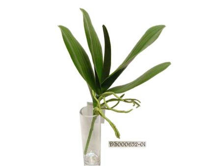 Foglia di orchidea verde ds000652 Supply