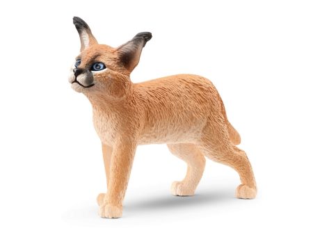 Cucciolo di caracal Hot on Sale