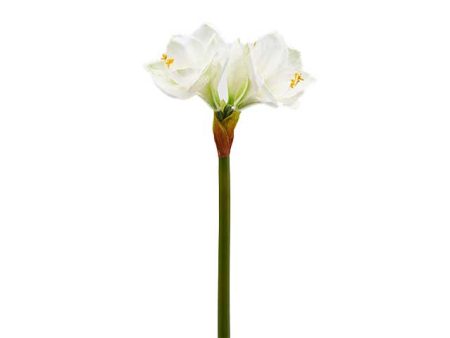 Amaryllis ramo x3 h.66 bianco 214609,17 Online