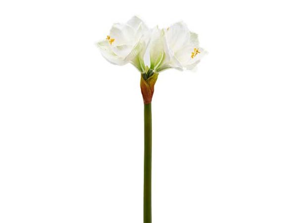 Amaryllis ramo x3 h.66 bianco 214609,17 Online