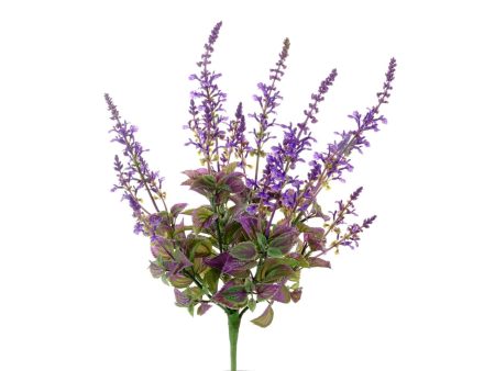 Cespuglio di salvia con fiori lavanda Online now