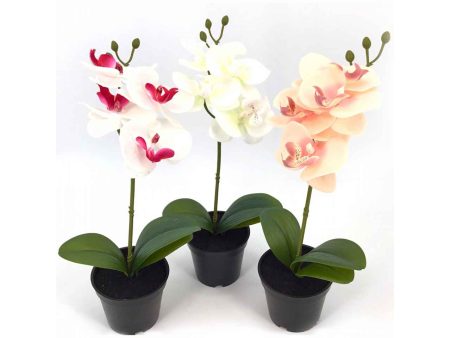 Pianta orchidea 6061-48 For Sale