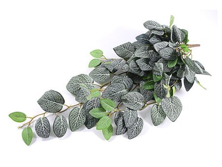 Mata colgante fittonia 4014-09 Online